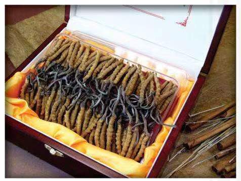 灌阳冬虫夏草回收